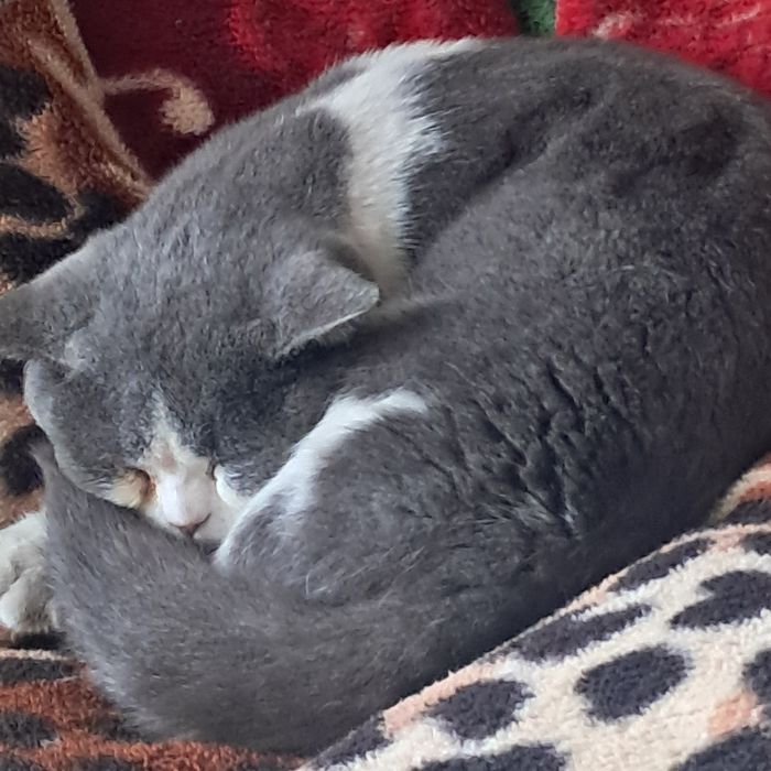 Britsh shorthair mushugi