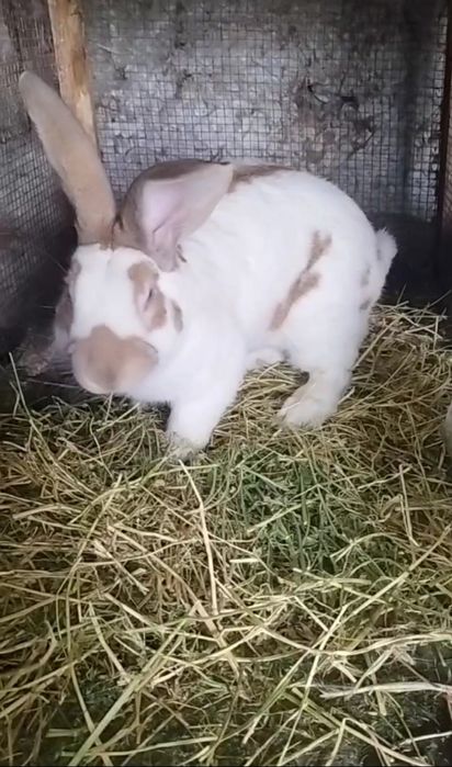 Строкач болалари сотилади