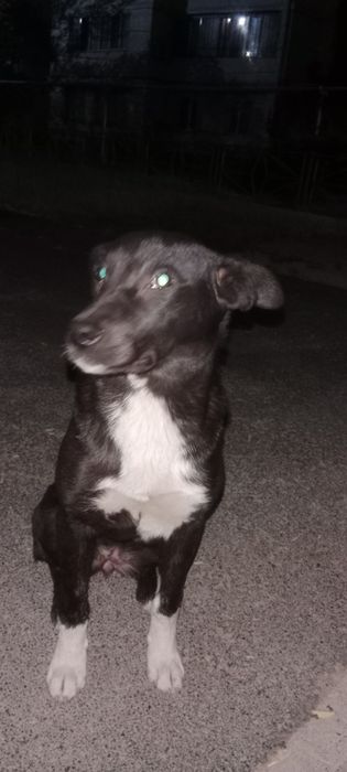 Прибился щенок, девочка.