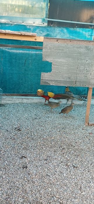 Pereche fazani auriu pe roșu  maturi si tineret