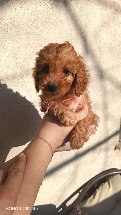 Пудел той(момичета)