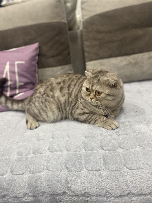 Кот для вязки чистый британец