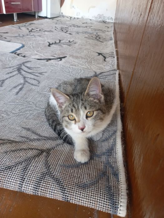 Mushukcha. Uy mushugi.