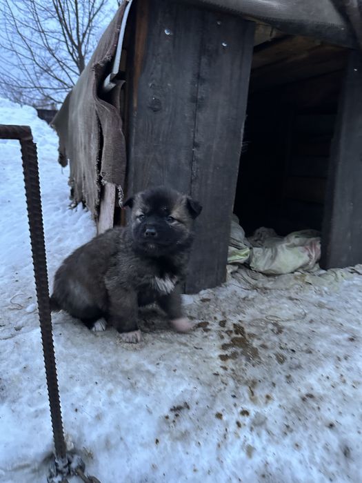 Отдам даром щенят сук