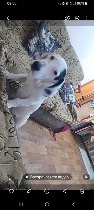 рентген собаки порно Отдам красивого щенка месяцев девять - Собаки Темиртау на Olx