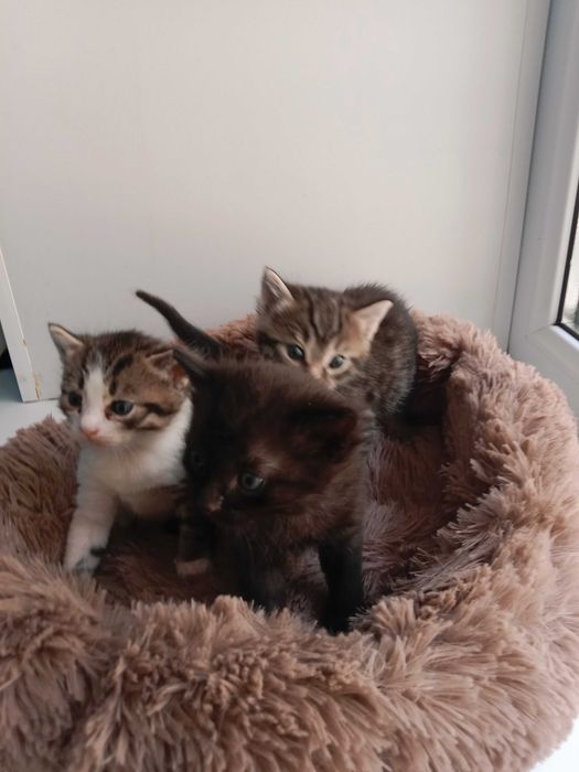 Отдам котят в добрые руки
