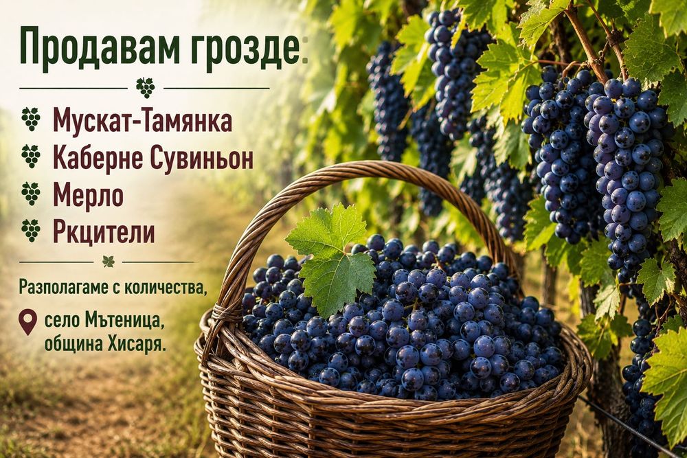 Продавам грозде- Мускат- Тамянка, Каберне Сувиньон, Мерло, Ркцители