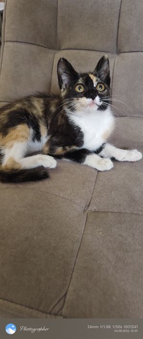 Девочка котенок Мия