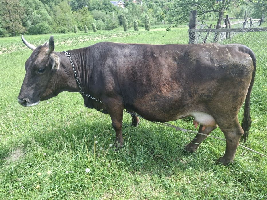 Vind vaca gestanta în 8 luni