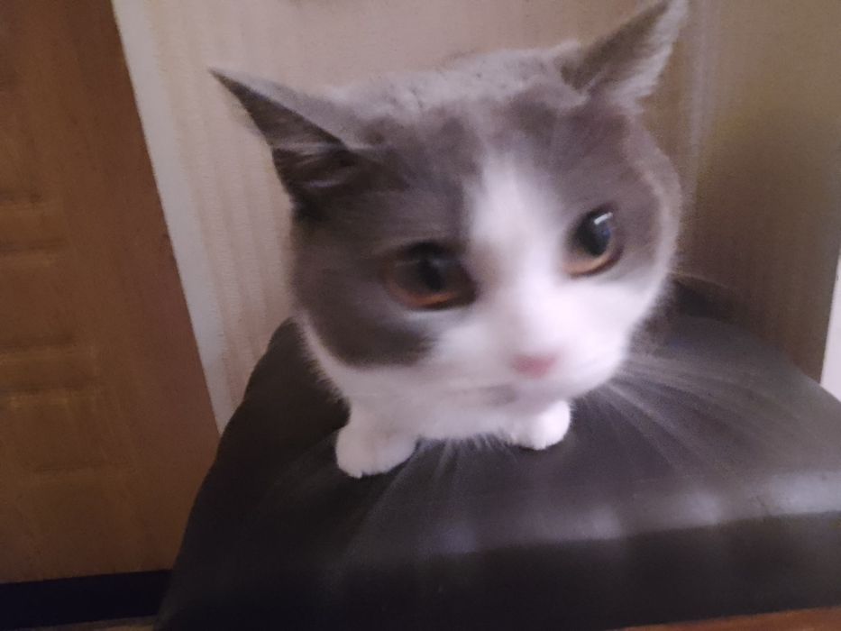 Отдам кота со всеми вещами его/ее