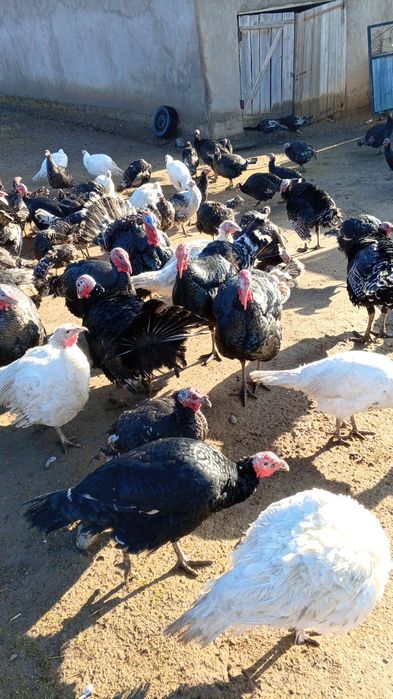 Ундіктер сатылады