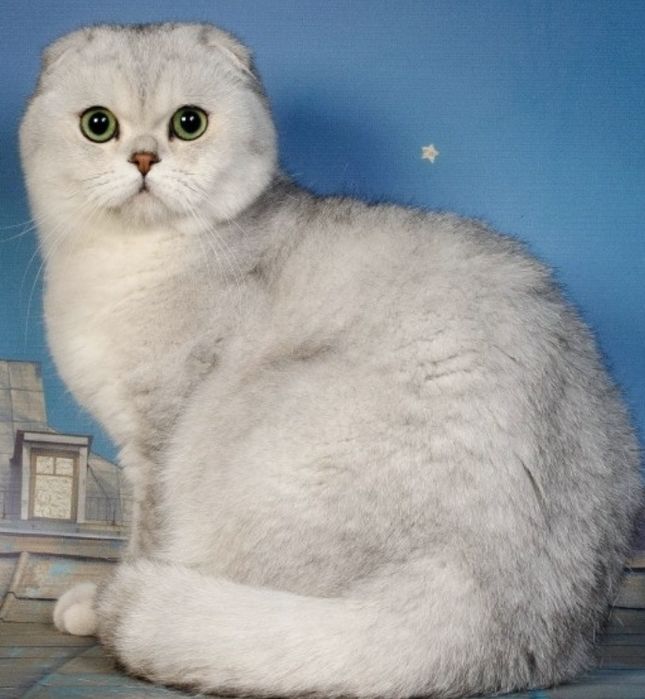 Скотиш Фолд ШИНШИЛА Скидка!!!