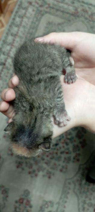 Донские котята сфинкс