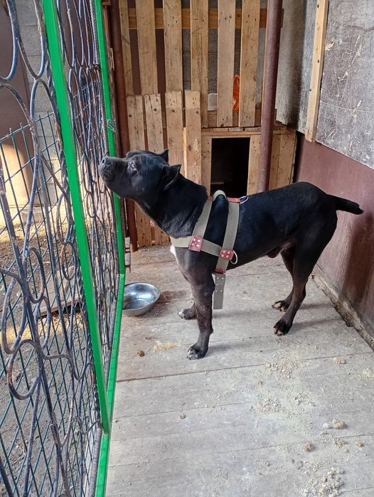 Продам Кане Корсо кабель