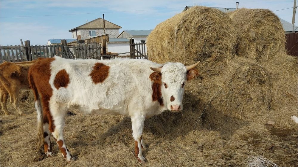 Екы сыйыр сатамын