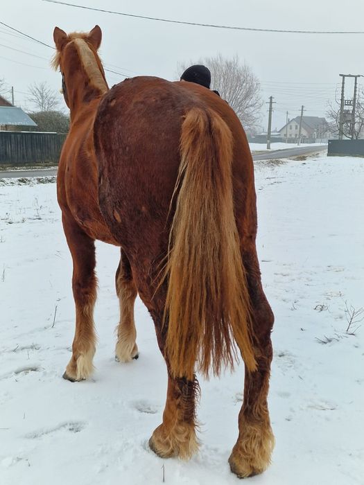 Schimb mînz de 2 ani cu iapă