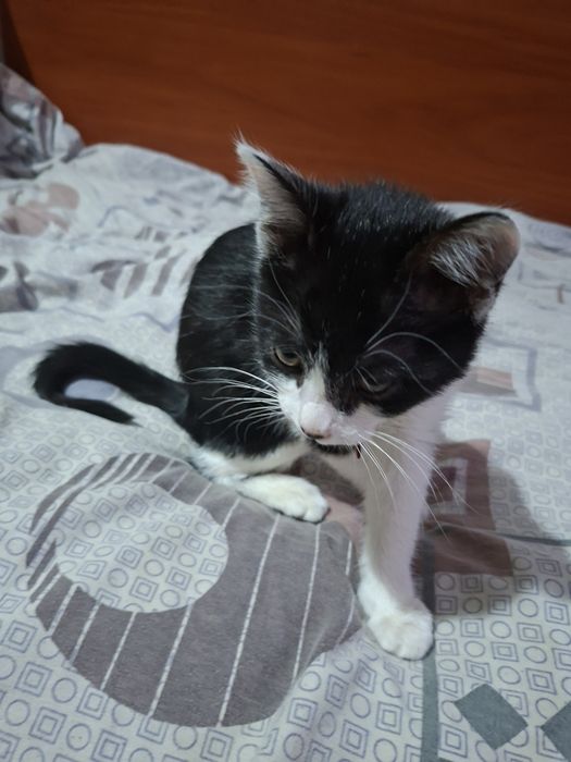 Отдам в хорошие руки