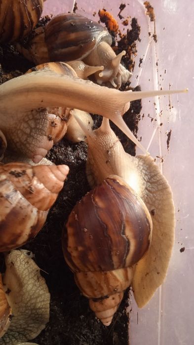 Улиткалар сотувда