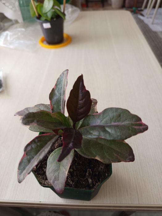 Продам комнатные растения