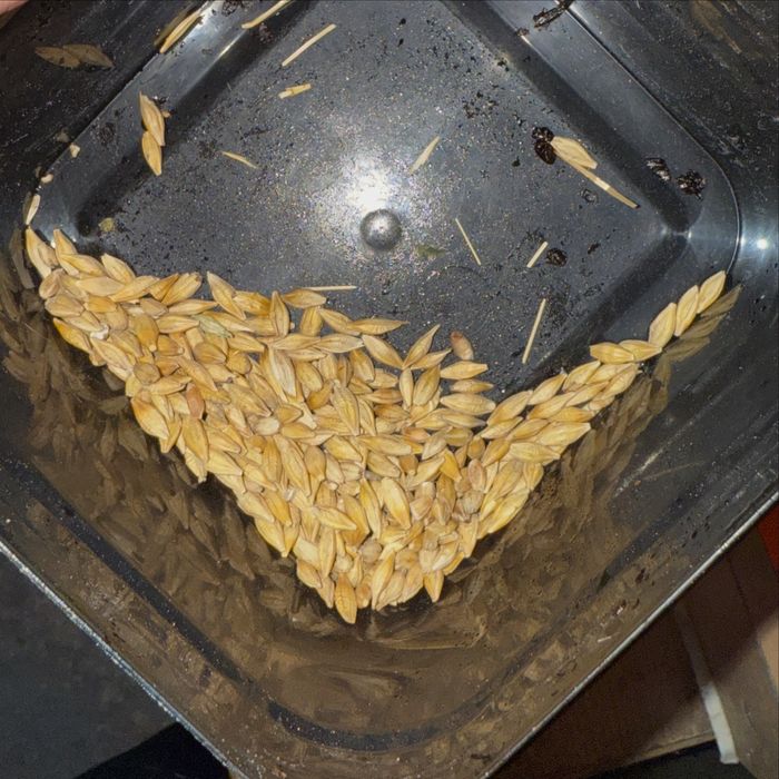 Арпа (ячмень), бидай (пшеница) , сечка сатылады