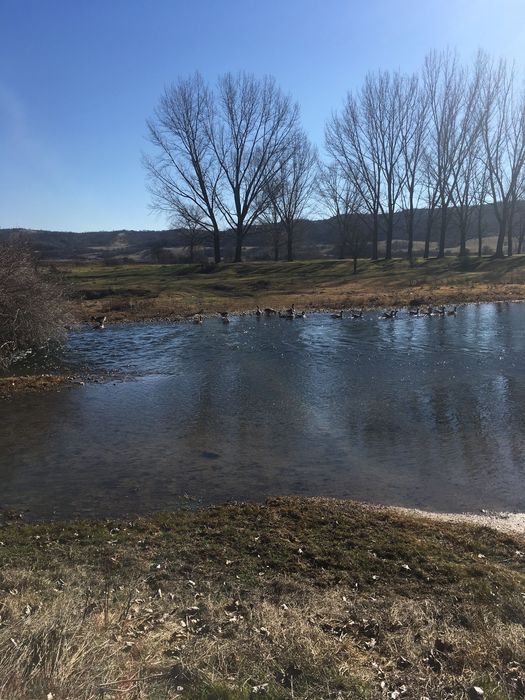 Яйца от гъски тулузки