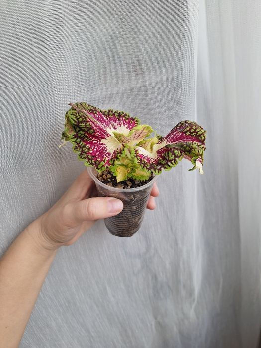 Отростки укорененные