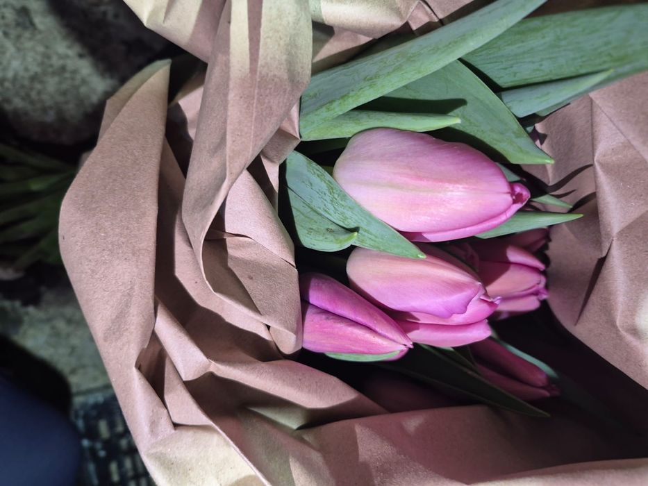 ТЮЛЬПАНЫ По оптовым ценам