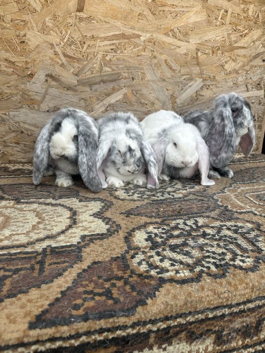 Iepuri berbec german