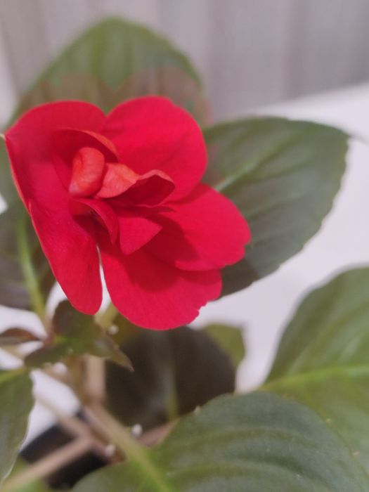 Бальзамин махровый.