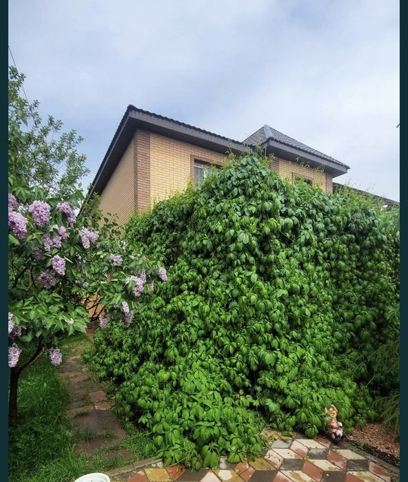 Девичий виноград