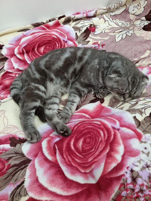 Продам шотландских котят(бронь)