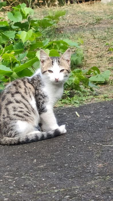 Котята в добрые руки!