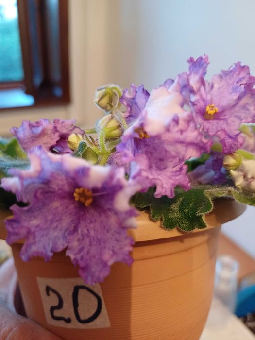 фиалки  стартеры, детки и листики