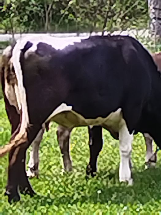 Vacă de vanzare