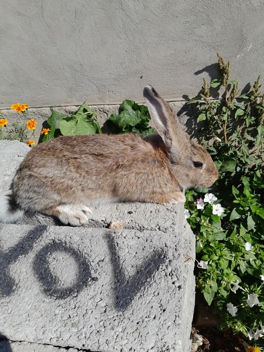 Самка ей 3 месяца