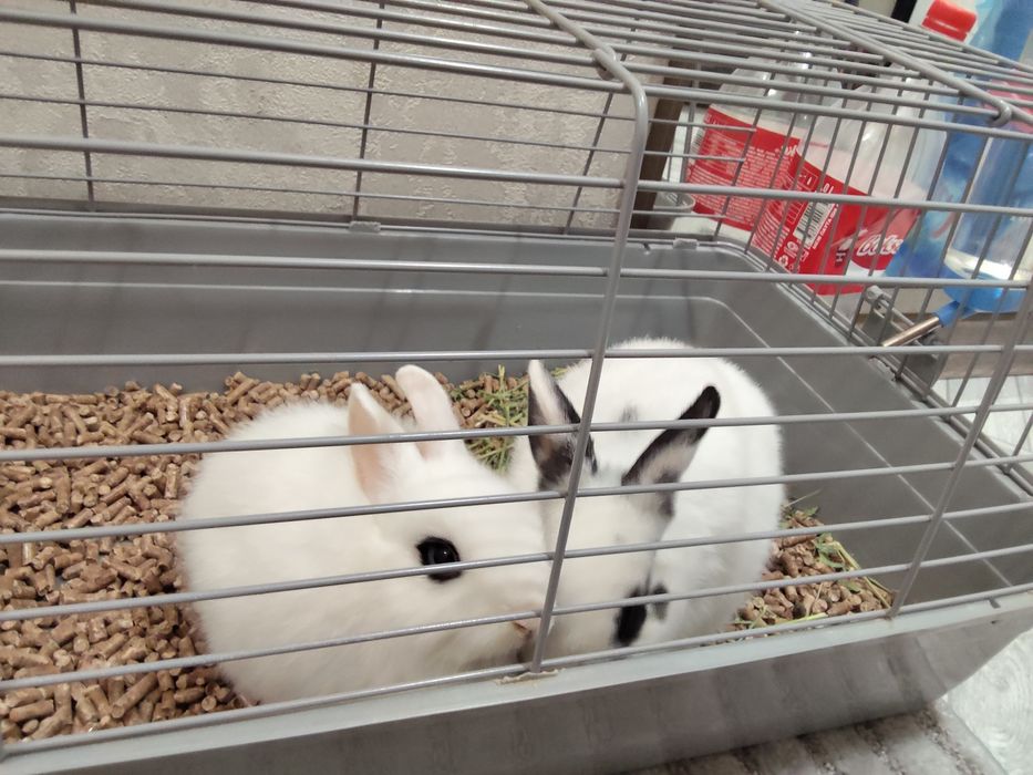 Продаётся срочно декоративные Карликовые  кролики с клеткой не воняют
