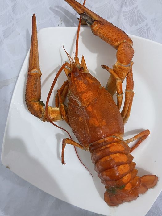 Раки живые всех градаций