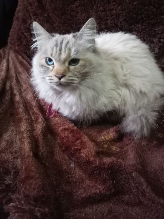 Neva Masquerade zotli mushuk