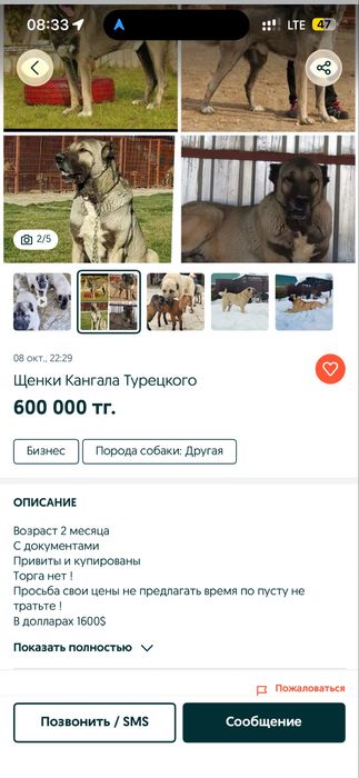 Турецкий Кангал щенки