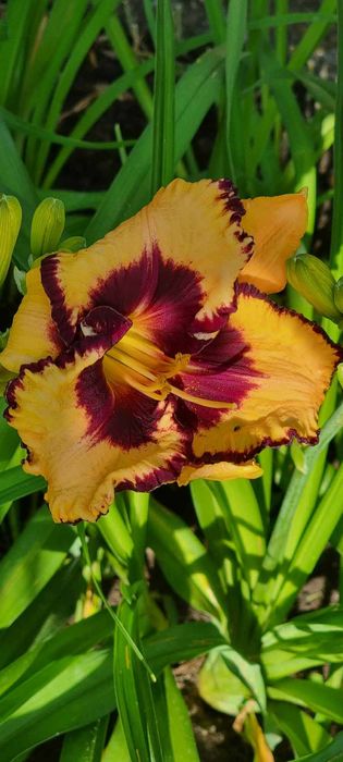 Хемерокалиси - богат избор