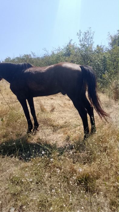 De vnzare cal la garanție