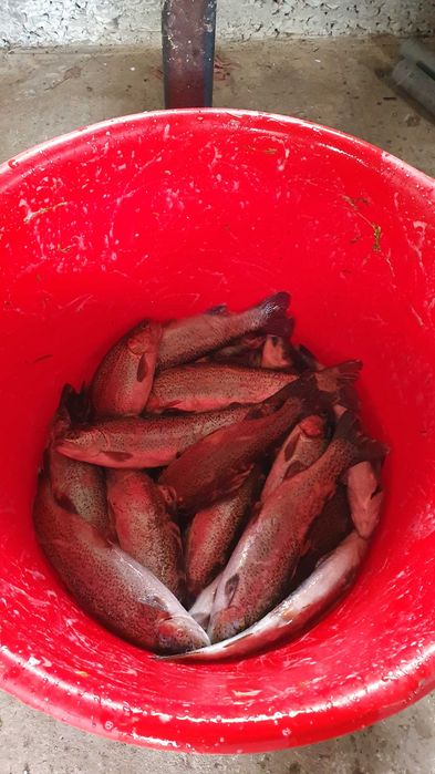 Păstrăv Curcubeu Somonat