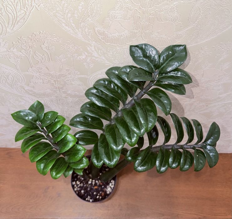 Замиокулькас Зензи, комнатные растения, комнатные цветы