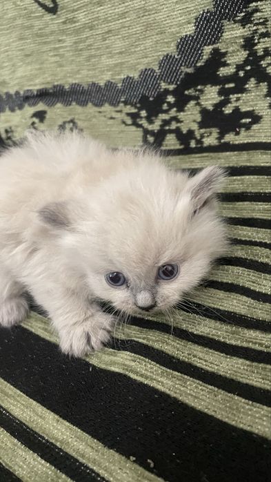 Отдам котят в добрые руки!!!