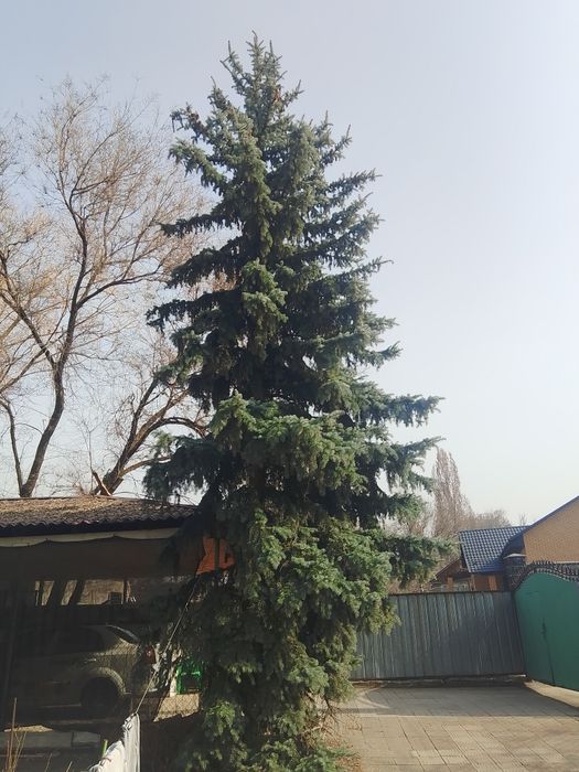 Продам ель, очень красивая высокая