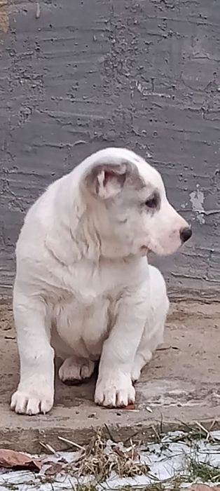 Продам щенков Алабая