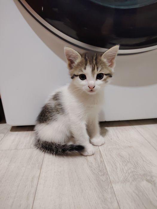 Отдам котика в добрые руки. Кушает всё. К лотку приучен.