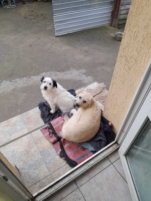 Dau spre adoptie catelusa frumoasa si iubitoare