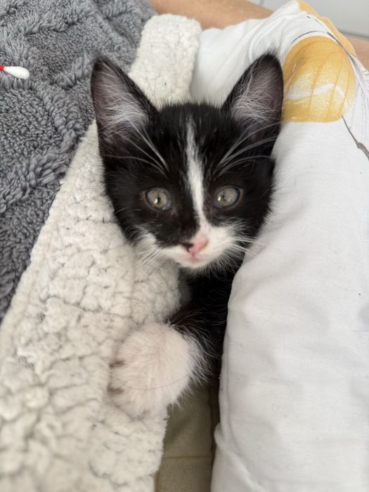 Кота отдам даром