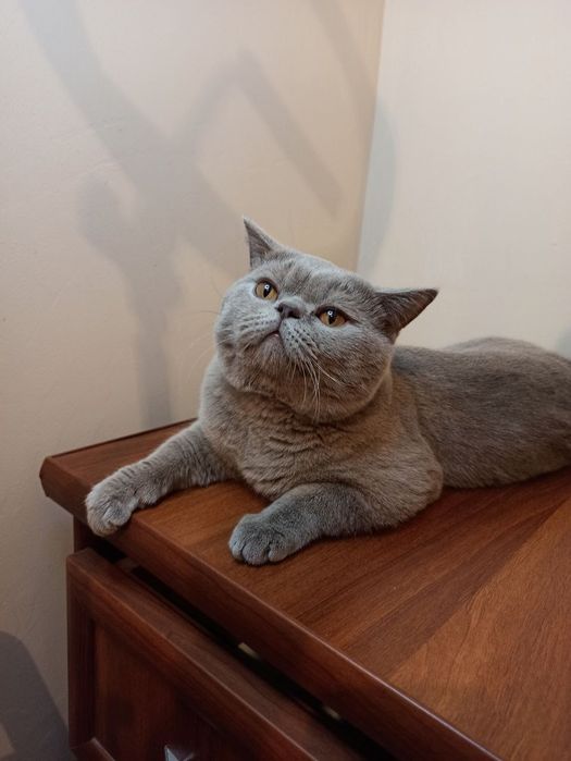 Вязка кота (только вязка)